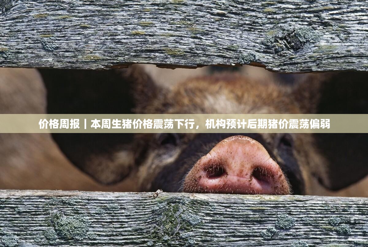 价格周报｜本周生猪价格震荡下行，机构预计后期猪价震荡偏弱